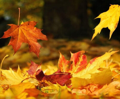 Місячний календар на листопад 2024