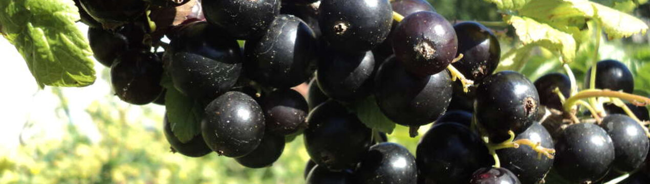 Смородина Чорний Бумер: основні характеристики