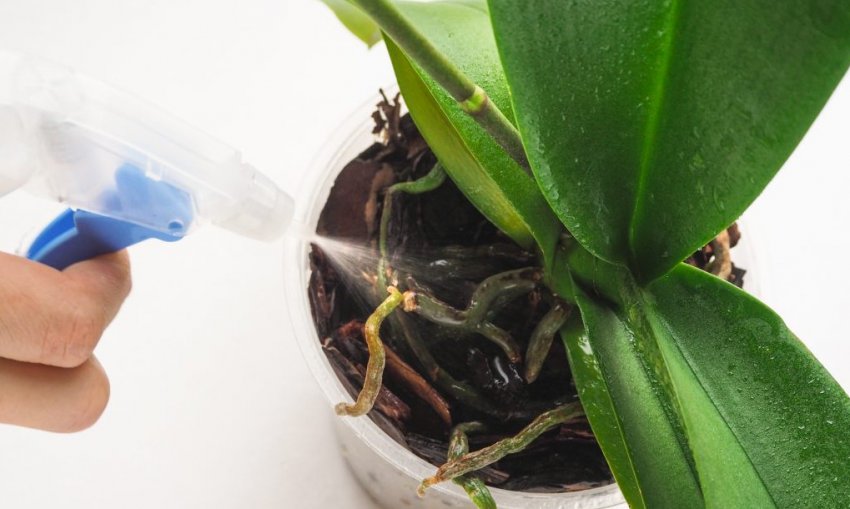 Полив орхідей Полив орхідей