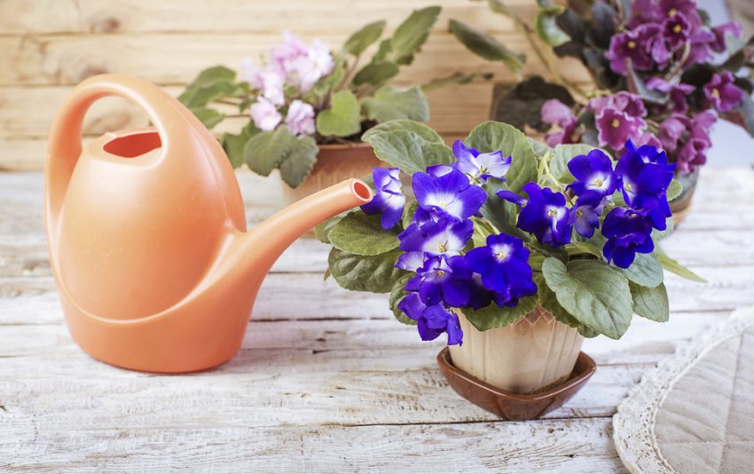 Полив фіалки