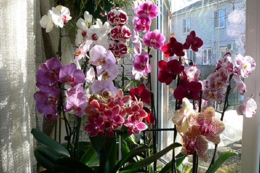 Орхидеи как ухаживать чтобы цвели. Фаленопсис обильноцветущий. Амадоро Орхидея фаленопсис. Орхидея фаленопсис цветение. Орхидея фаленопсис двуствольная.