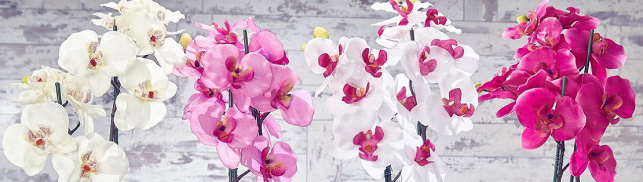 Як доглядати за орхідеєю після цвітіння