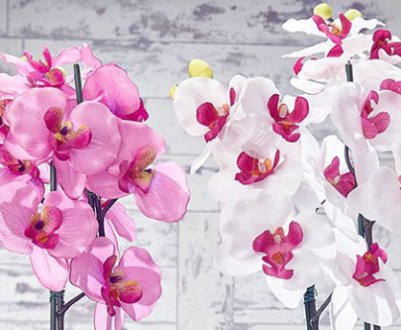 Як доглядати за орхідеєю після цвітіння