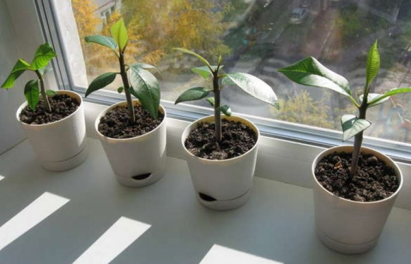 Как выращивать плюмерию в домашних условиях?
