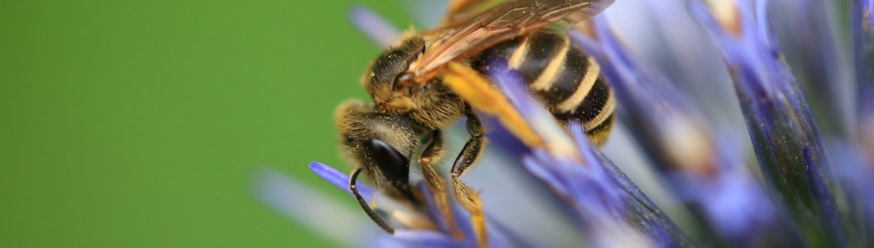 Бджолина служба доставки пестицидів
