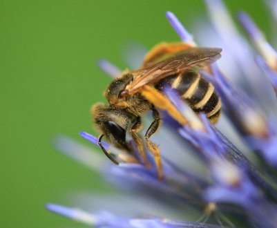 Бджолина служба доставки пестицидів