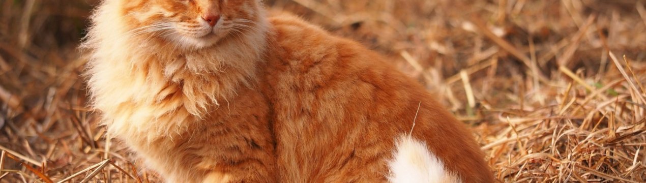 Де українському аграрію знайти роботу?