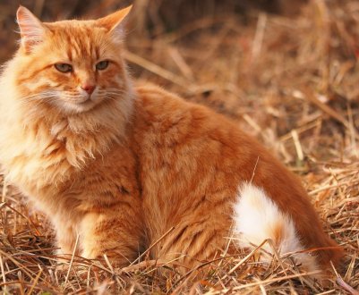 Де українському аграрію знайти роботу?