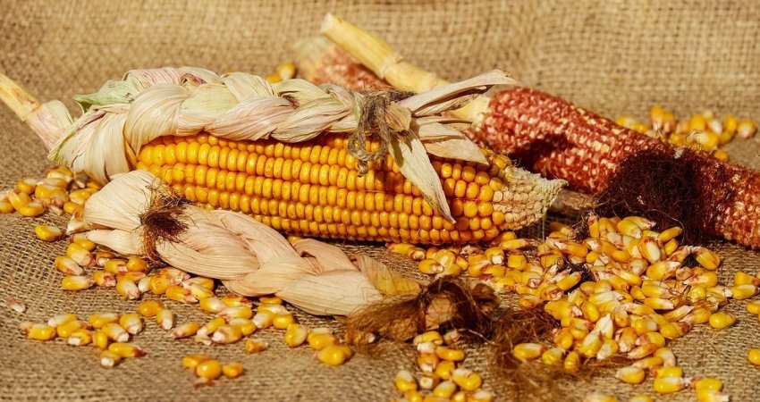 Как понять что кукуруза созрела для варки. Смотреть фото Как понять что кукуруза созрела для варки. Смотреть картинку Как понять что кукуруза созрела для варки. Картинка про Как понять что кукуруза созрела для варки. Фото Как понять что кукуруза созрела для варки
