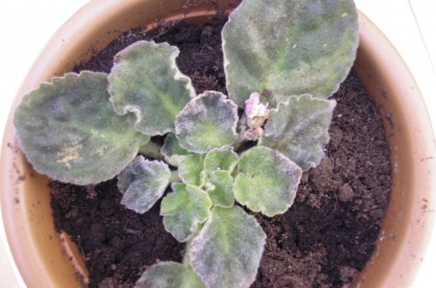 Кліщ на фіалку