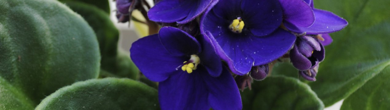 Покрокова інструкція розмноження фіалок листом