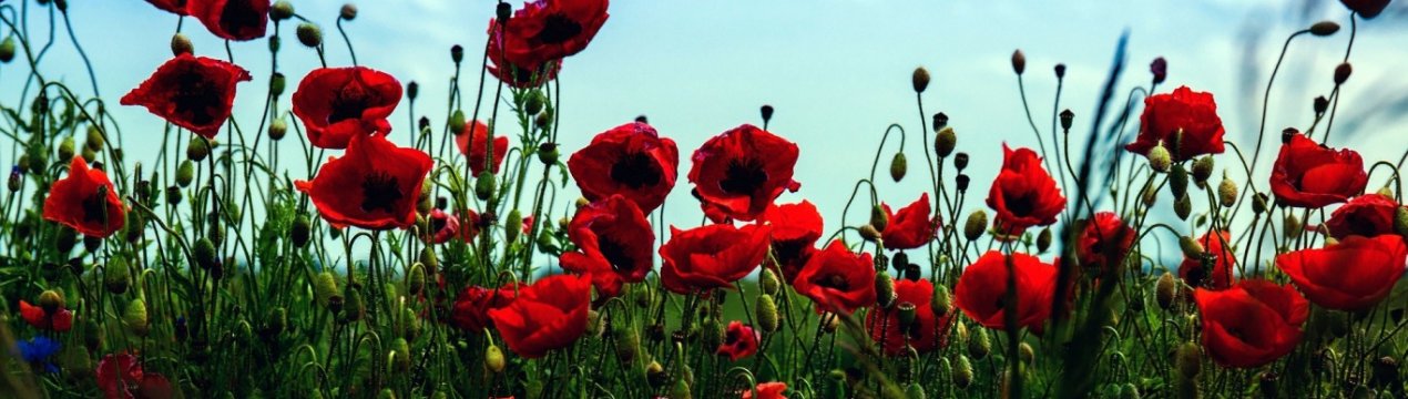 Навіщо Росії поля опіумного маку?