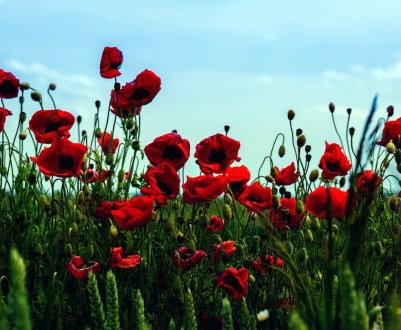 Навіщо Росії поля опіумного маку?