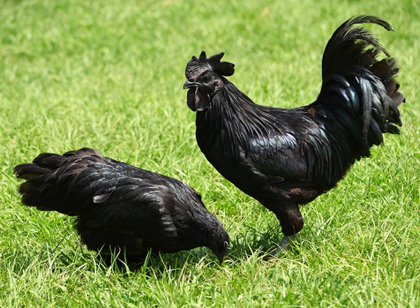 Порода аям чемани