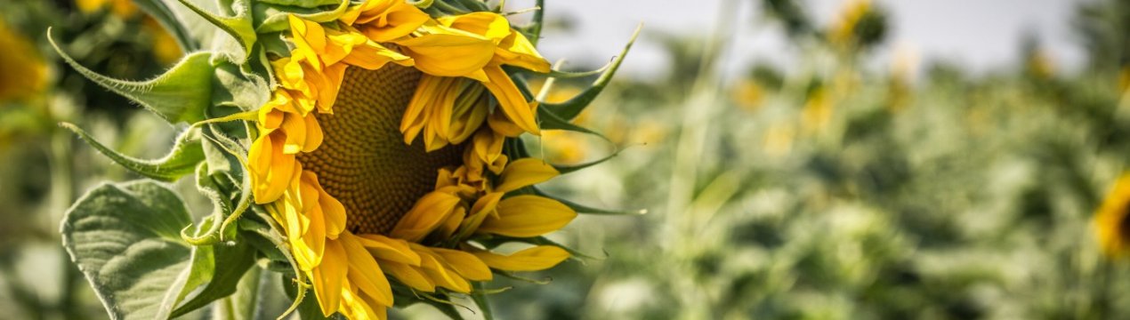 Росія побила свій рекорд з експорту олії