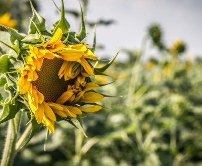 Росія побила свій рекорд з експорту олії