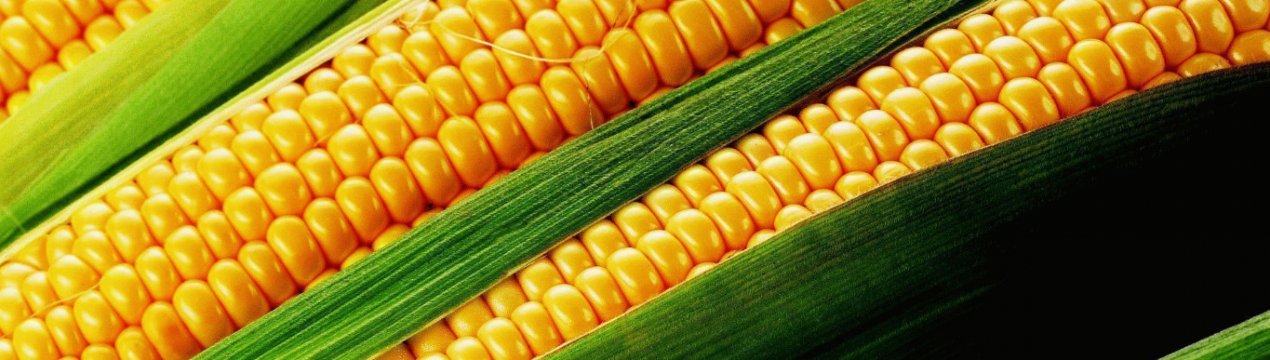 какого числа созревает кукуруза