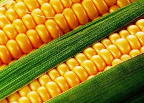 Когда можно и как правильно собирать кукурузу?