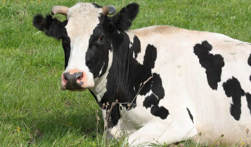 Как вылечить вымя коровы если оно thumbnail