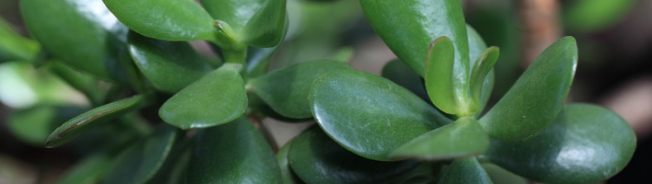 У толстянки опадає листя: причини і лікування