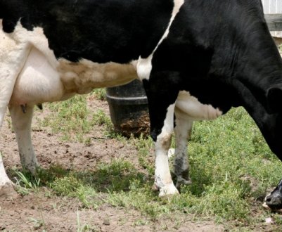 Відлучення корови в домашніх умовах: симптоми, приймання теляти, післяпологовий догляд