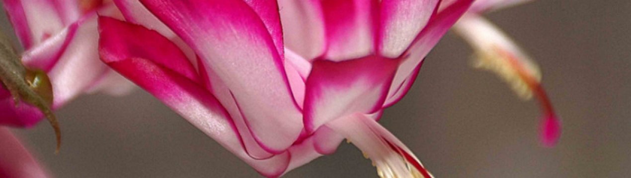 Як розмножити шлюмбергеру в домашніх умовах