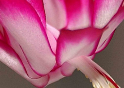 Як розмножити шлюмбергеру в домашніх умовах