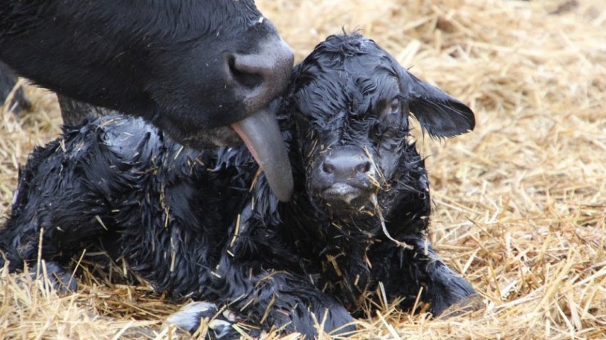 Відійшов у корови
