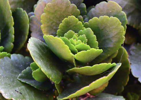 У каланхоэ желтеют листья: причины, как лечить растение