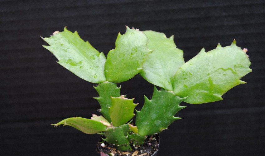 Розмноження шлюмбергеры