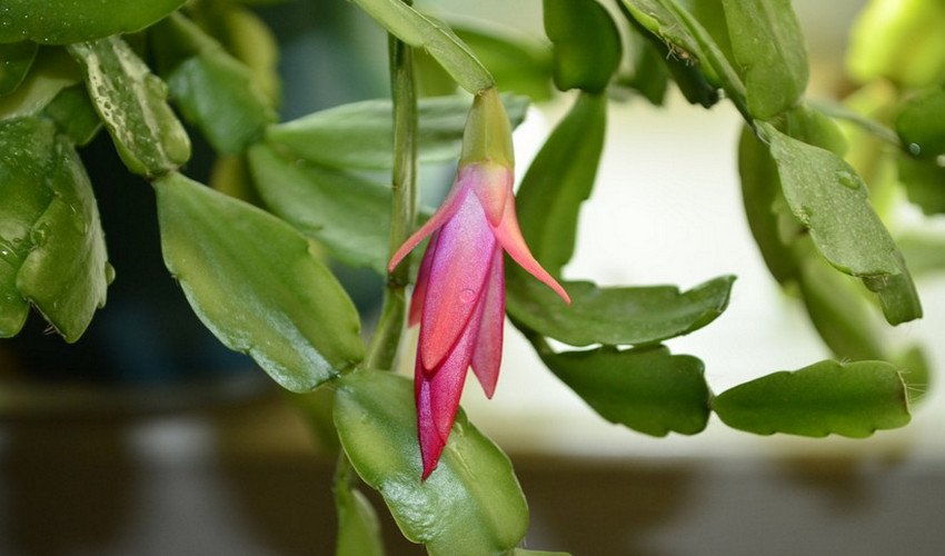 Розмноження шлюмбергеры