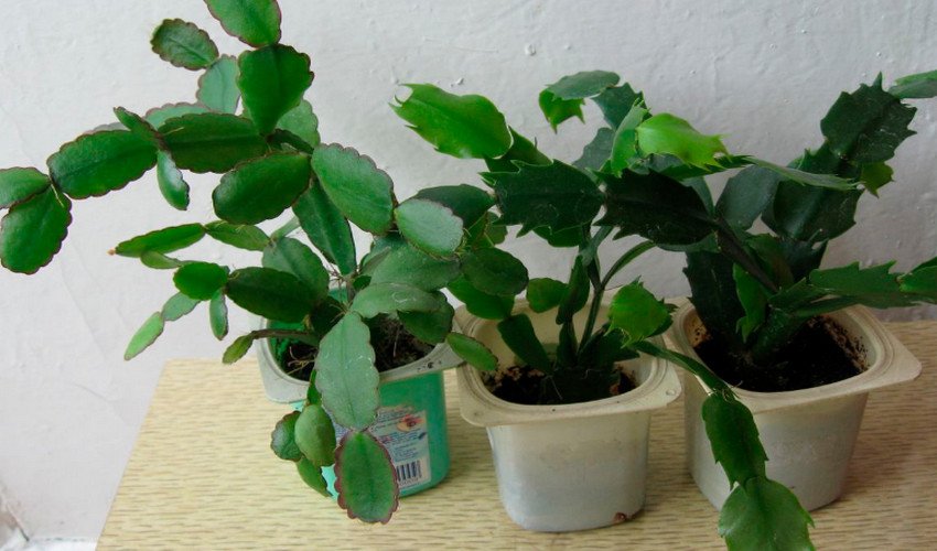 Розмноження шлюмбергеры