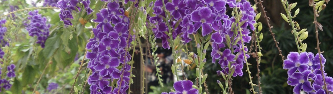 Дуранте: догляд в домашніх умовах
