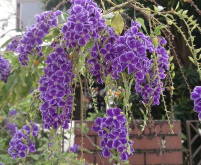 Дуранте: догляд в домашніх умовах