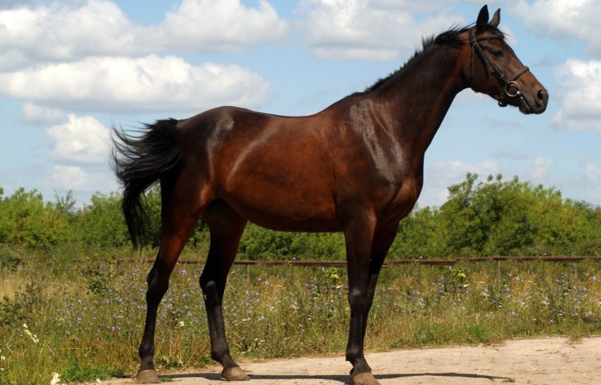 Російський кінь