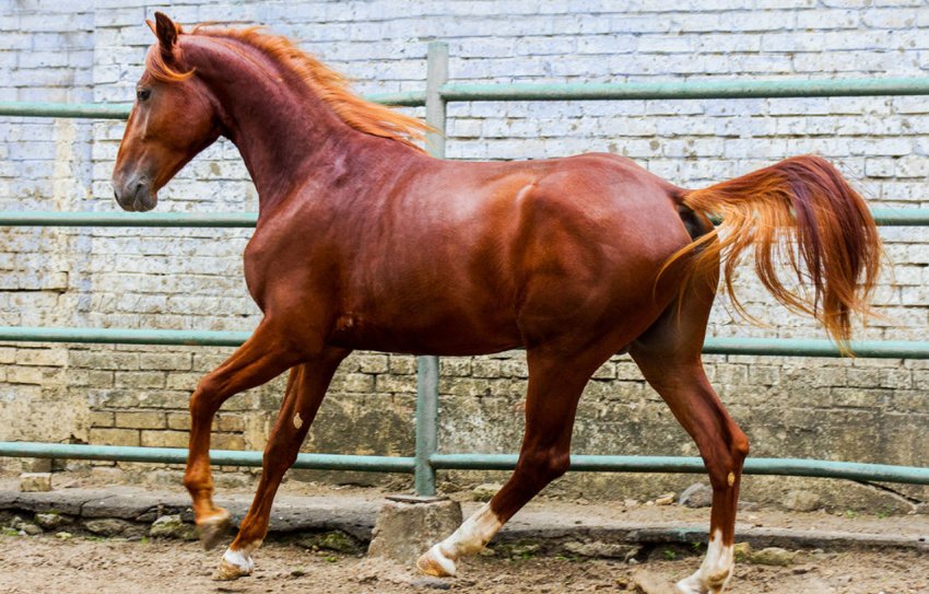 Французький рисак