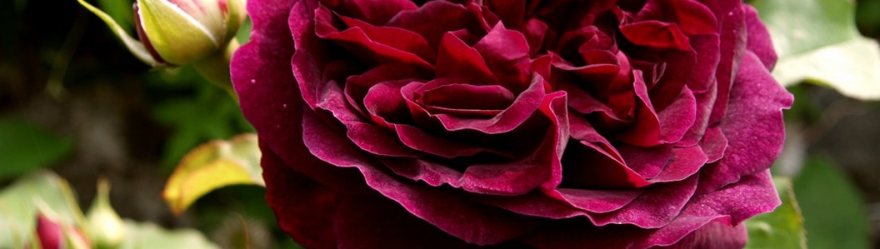 Піоновидна троянда - опис і особливості догляду