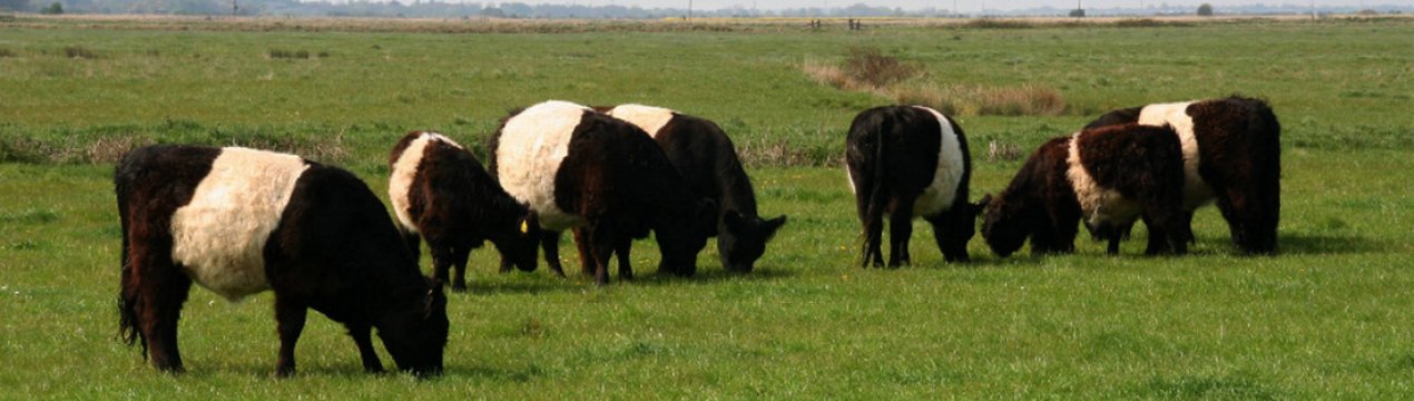 Галловейська порода корів: опис, догляд і годування