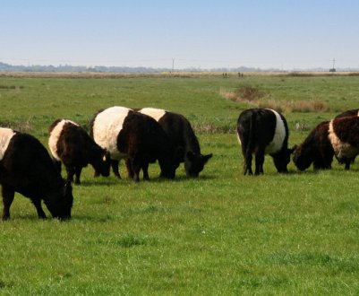 Галловейська порода корів: опис, догляд і годування