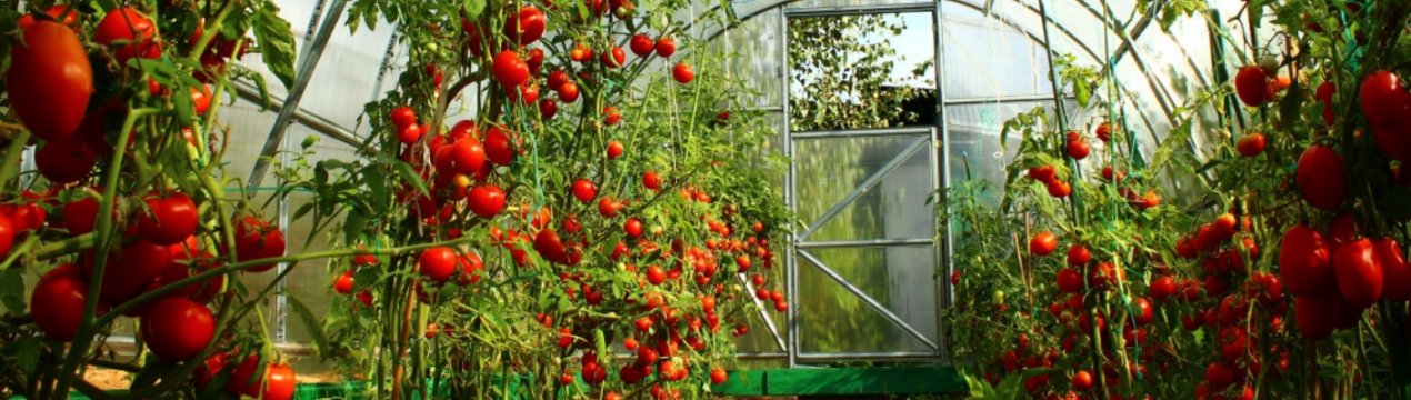 невысокие сорта помидор для теплицы лучшие сорта. Смотреть фото невысокие сорта помидор для теплицы лучшие сорта. Смотреть картинку невысокие сорта помидор для теплицы лучшие сорта. Картинка про невысокие сорта помидор для теплицы лучшие сорта. Фото невысокие сорта помидор для теплицы лучшие сорта