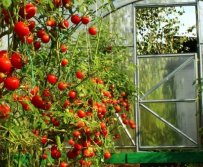 Кращі сорти низькорослих томатів для теплиць