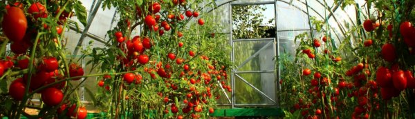 Суперранние помидоры для теплиц из поликарбоната. Лучшие сорта