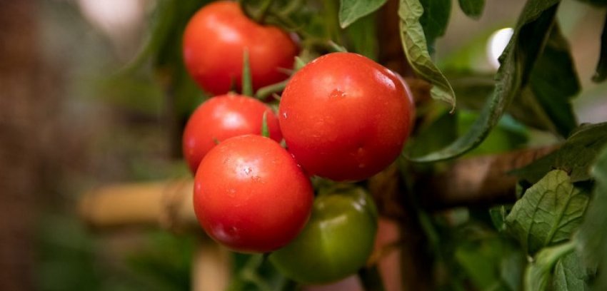 Помідори лялька F1