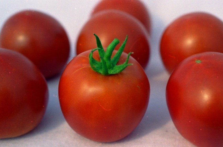 Помідори білий налив