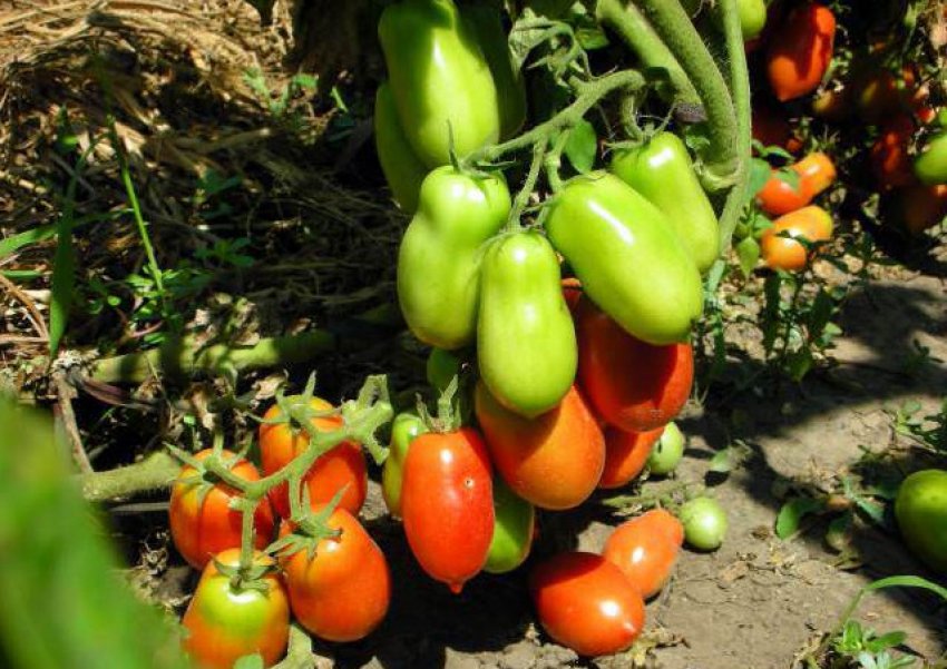 Помідори ракета