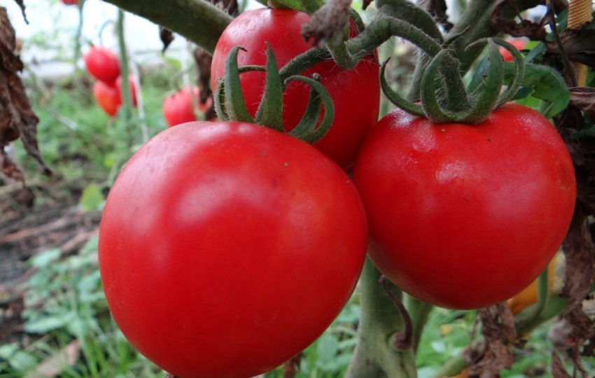 Помідори загадка