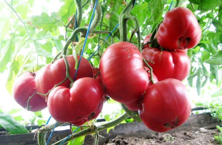 Помідори рожевий мед