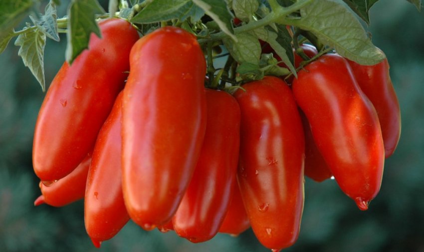 Помідори балерина