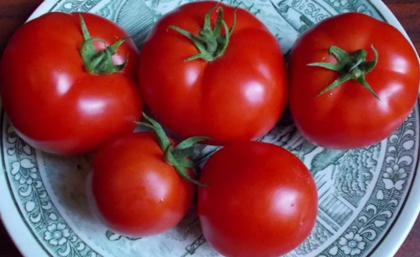 Помідори елеонора