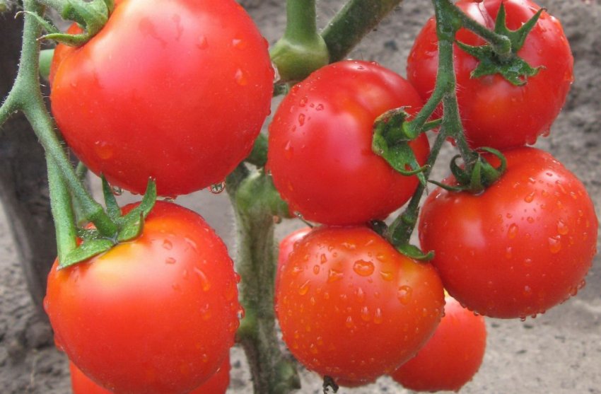 Помідори чайка